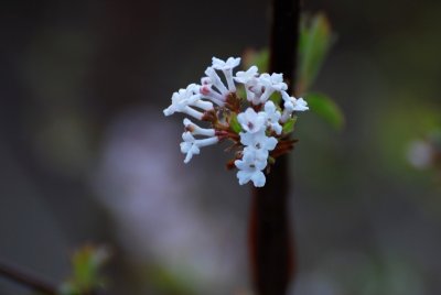 Viburnum farreri - kalina vonná - květ